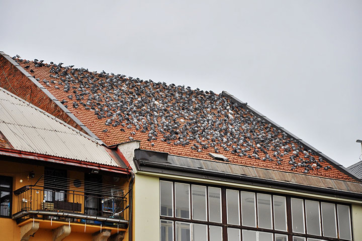 A2B Pest Control are able to install spikes to deter birds from roofs in Shepton Mallet. 