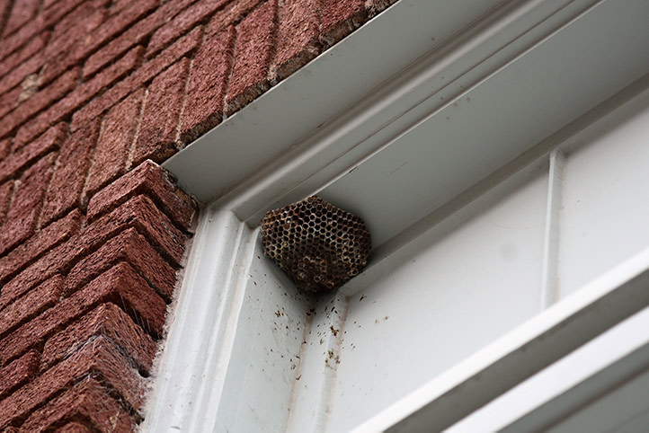 We provide a wasp nest removal service for domestic and commercial properties in Shepton Mallet.